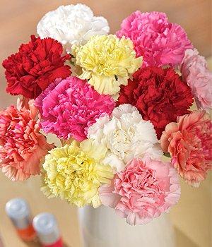 12 Colorful Carnations flowers CityFlowersIndia 