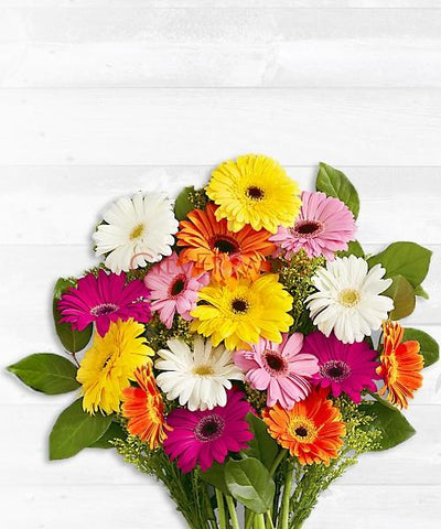 COLORFUL GERBERA BEAUTY flowers CityFlowersIndia 