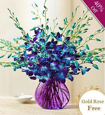 Orchid Surprise By City Flowers - Free Gold Rose flowers CityFlowersIndia 