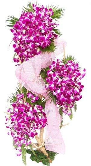 To Sunny Skies Orchids flowers CityFlowersIndia 