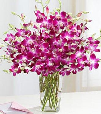 Purple Orchids Devotion flowers CityFlowersIndia 