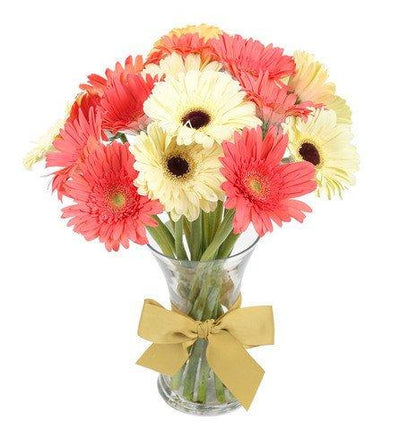 Stylish - Pink & White Gerberas flowers CityFlowersIndia 